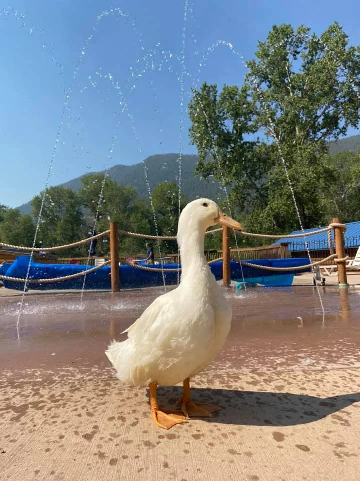 Duck Splash Pad
